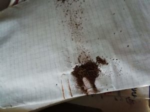 Trombone en décomposition sur les feuille qu'il maintenait.